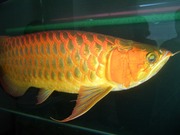 Spectacular Asian Arowana And Many Other Aros For Sale
